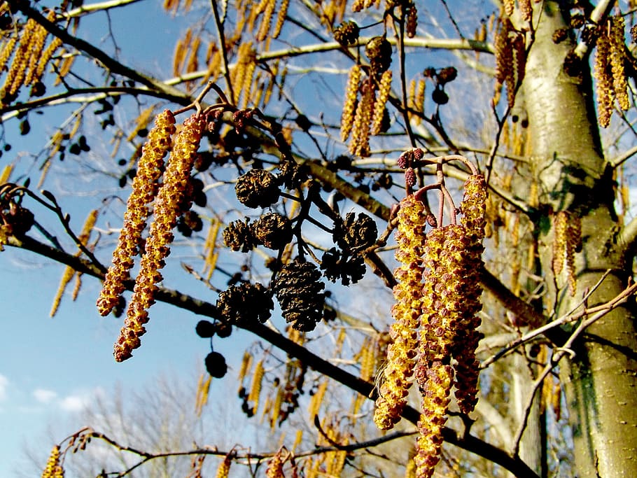 swamp ash, spring, nature, plant, tree, branch, beauty in nature HD wallpaper