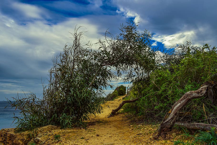 green vine arch under white and blue sky, path, nature, trees HD wallpaper