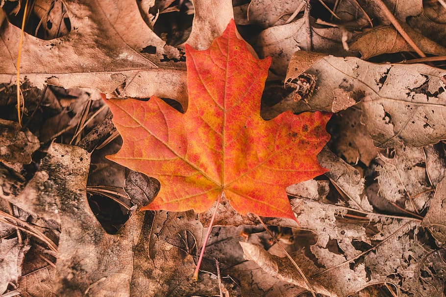 orange maple leaf, fallen orange maple leaf on dried leaves, autumn leaf HD wallpaper