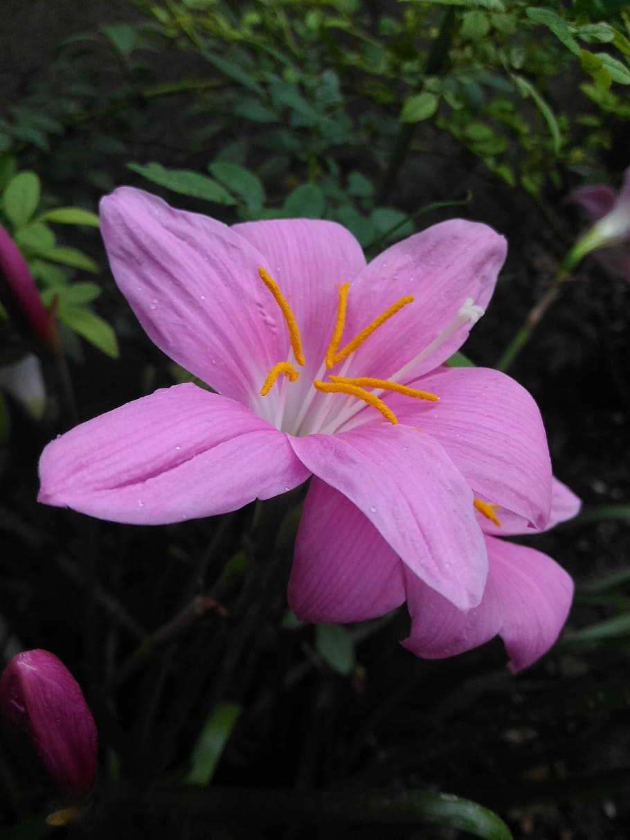 Lilly, Pink, Flower, Fredh, Dew, refreshing, garden, indian HD wallpaper