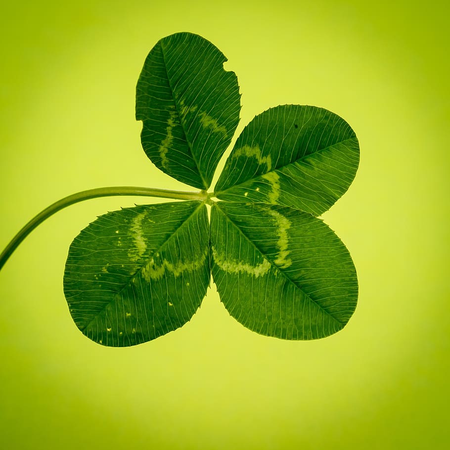 HD wallpaper: klee, four leaf clover, green, vierblättrig, lucky clover |  Wallpaper Flare