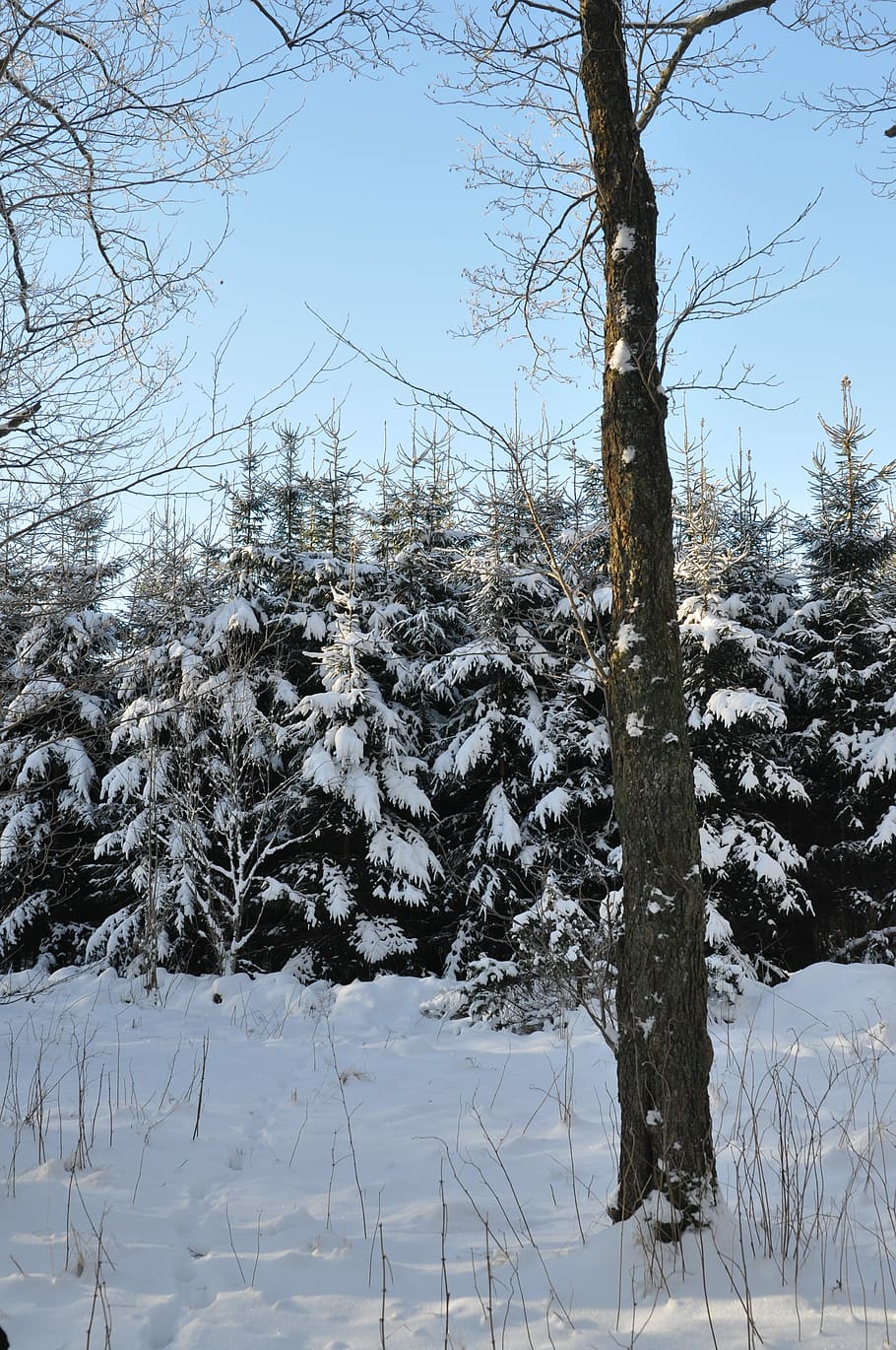 Firs, Tree, Winter, Nature, Snow, christmas tree, cold - Temperature HD wallpaper