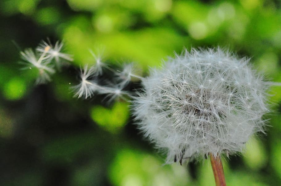 dandelion, seed, blowing, wind, nature, flower, summer, spring, HD wallpaper