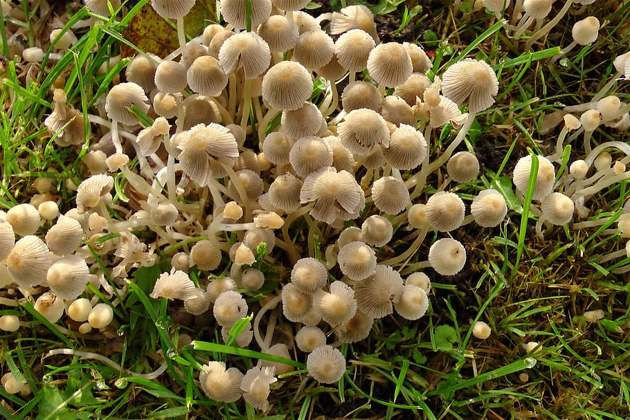 Mushrooms, Meadow, Grass, Small, many, beige, nature, plant HD wallpaper