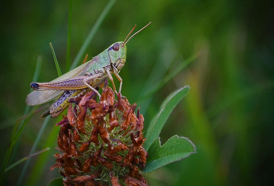 insect, grass, grasshopper, nature, green, meadow, animal wildlife HD wallpaper