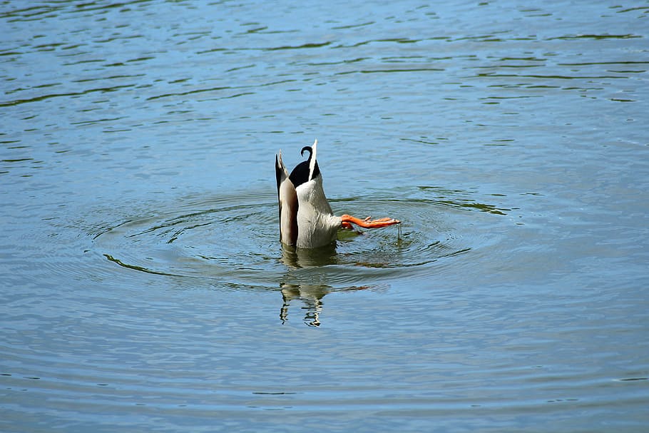 duck on body of water, mallard duck, pond, diving, water bird, HD wallpaper