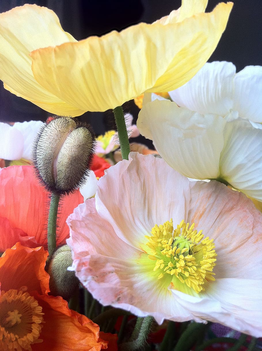 flower, nature, flora, floral, color, petal, beautiful, bright HD wallpaper