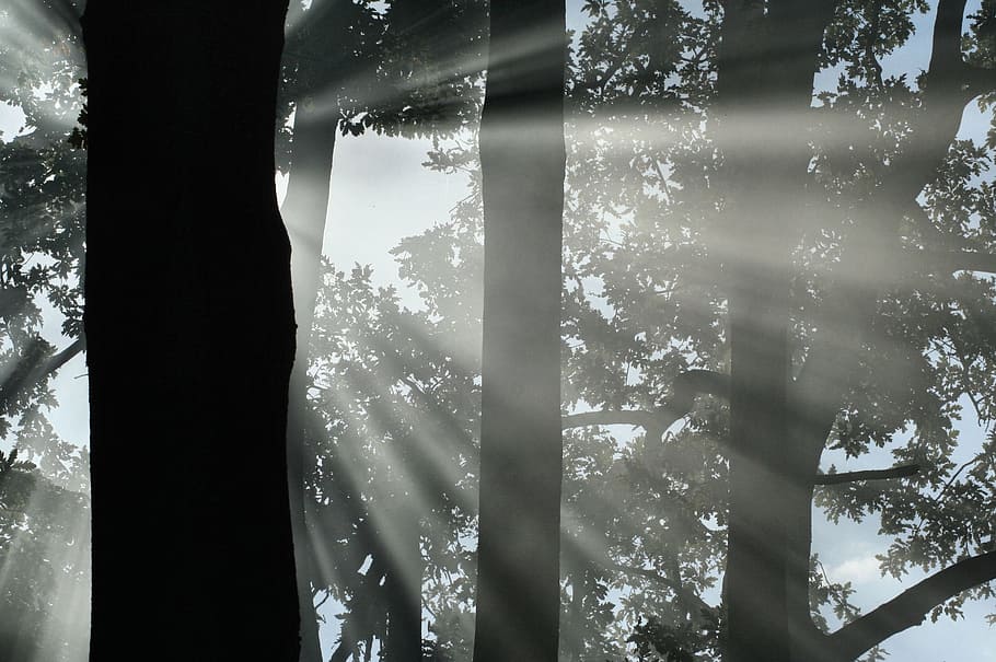 trees, smoke, silhouette, glass - material, window, plant, day HD wallpaper