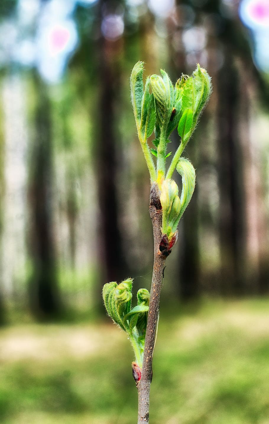 Spring, Forest, Shoots, Nature, Trees, in the forest, greens HD wallpaper
