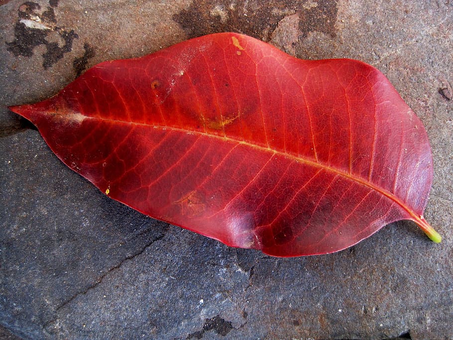 leaf, single, red, veins, autumn, remnant, curly, grey surface HD wallpaper