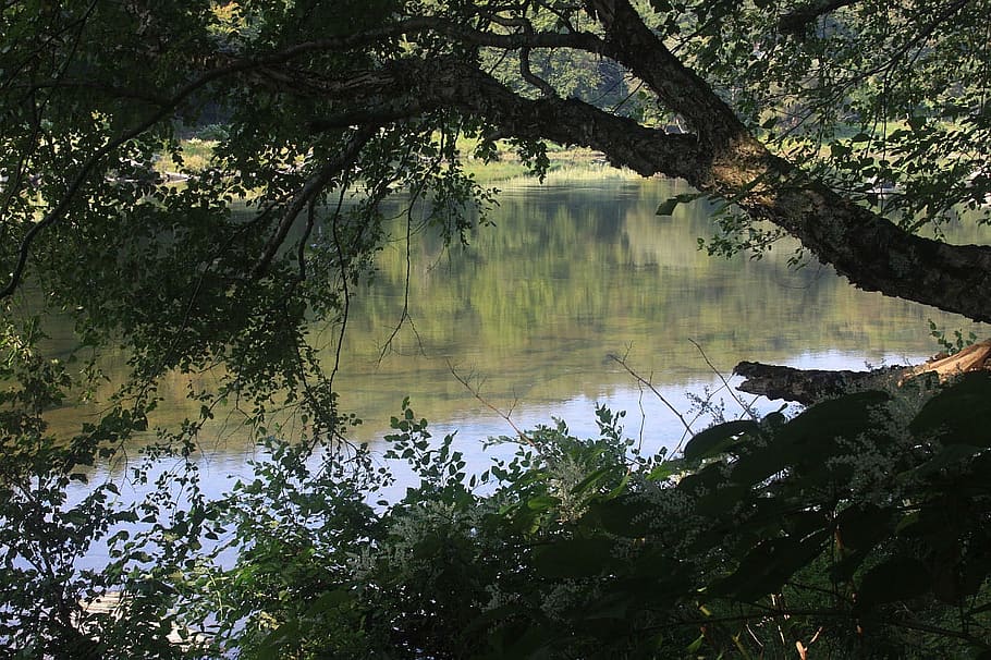 River, Tree, Water, Riverside, Leaves, nature, surface, flower HD wallpaper
