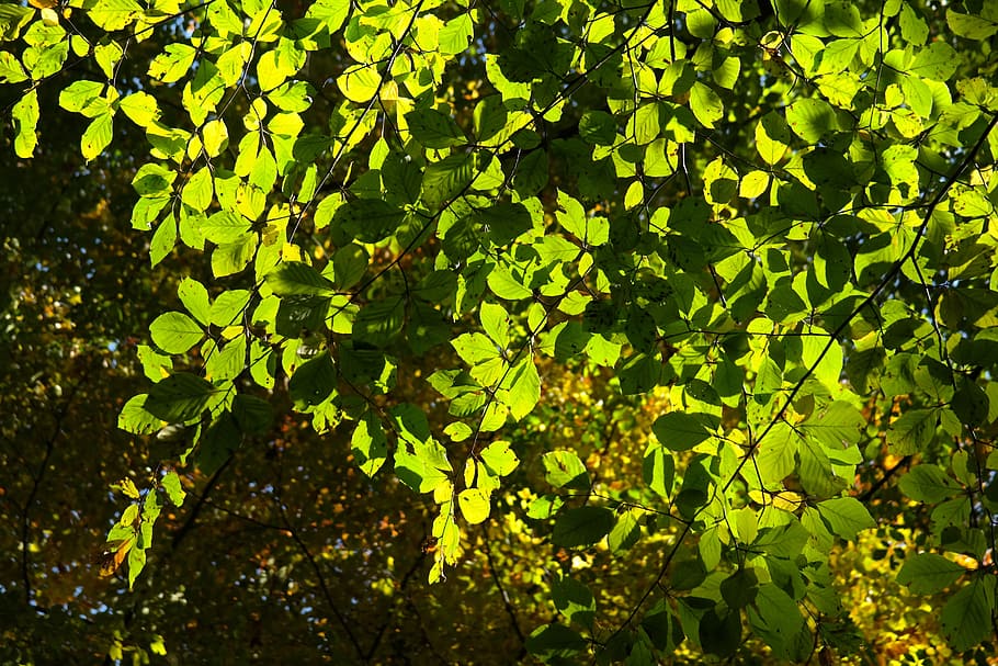 Beech, Leaves, Tree, Back Light, beech leaves, green, autumn HD wallpaper