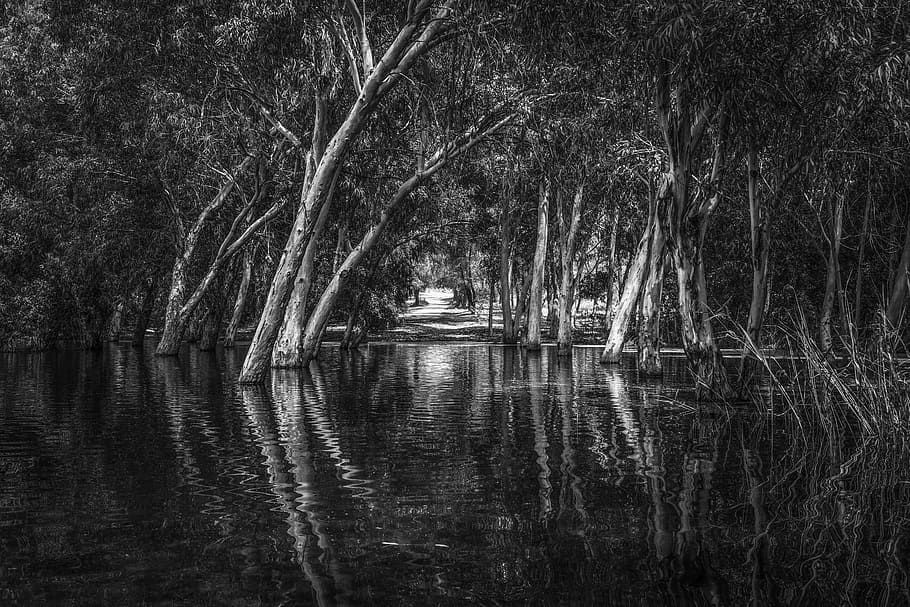 Lake, Forest, Park, Trees, Reflections, nature, landscape, scenery HD wallpaper