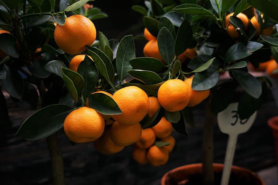 selective focus photography of orange fruits, orange fruit, kumquat