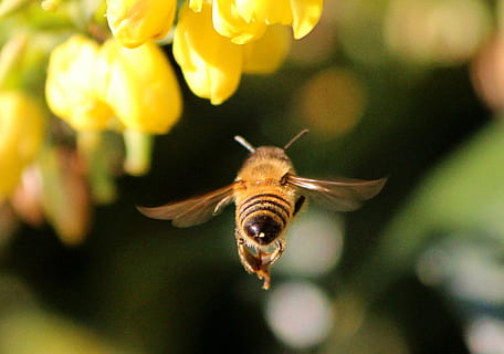 close-up photography of honeybee flying near yellow petaled flowers HD wallpaper