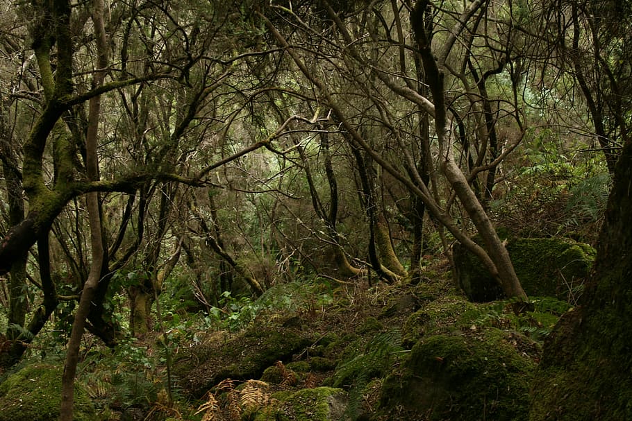 forest, tilos, palma, nature, day, outdoors, no people, tree HD wallpaper