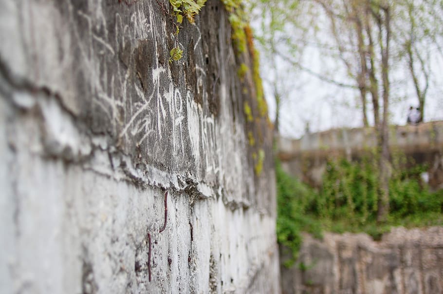 Graffiti, Wall, Seonyudo, tree trunk, no people, built structure HD wallpaper