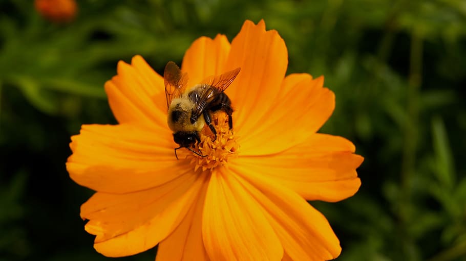 Flower, Bee, Insects, Macro, Nature, plant, petal, one animal HD wallpaper