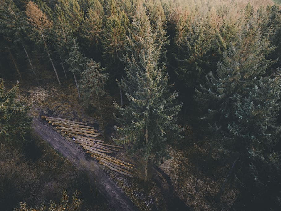 selective photography of green and brown high trees at daytime, aerial photo of forest HD wallpaper