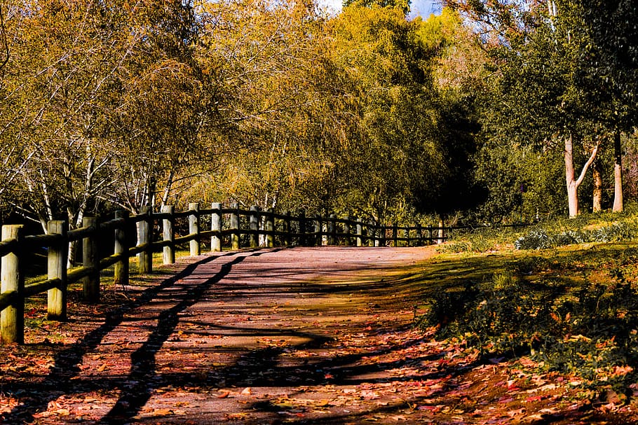 trail, trees, nature, path, fall, outdoor, plant, the way forward HD wallpaper