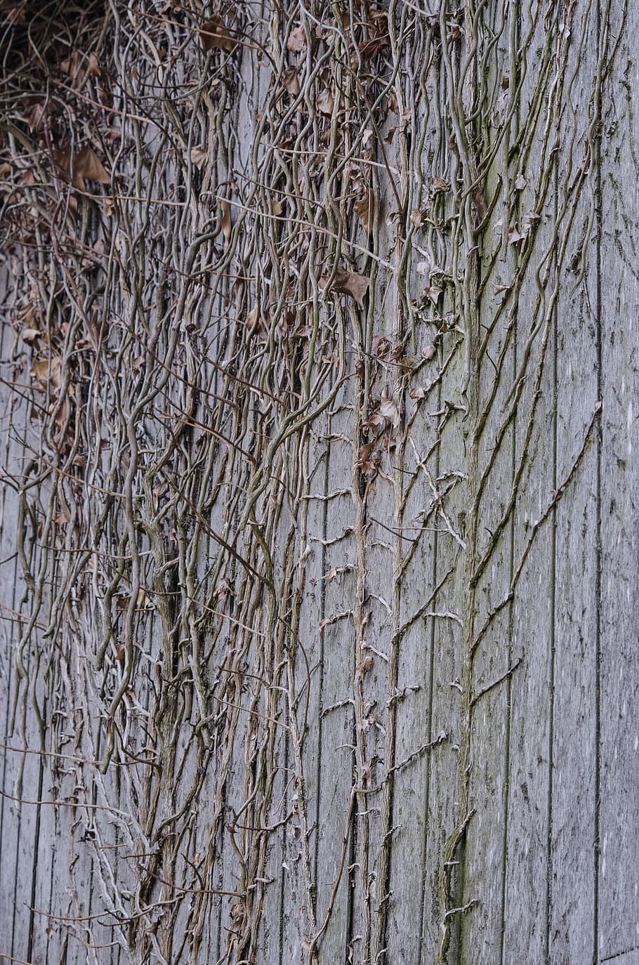 wood, branches, wall, grey, old, texture, decor, natural, plank HD wallpaper