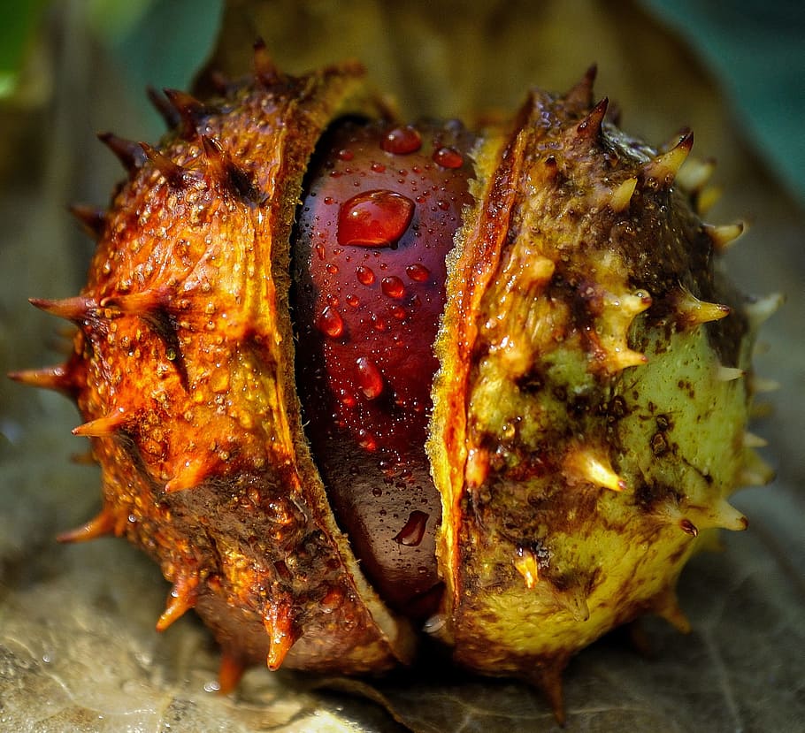 close up photography of round yellow and brown fruit, chestnut HD wallpaper