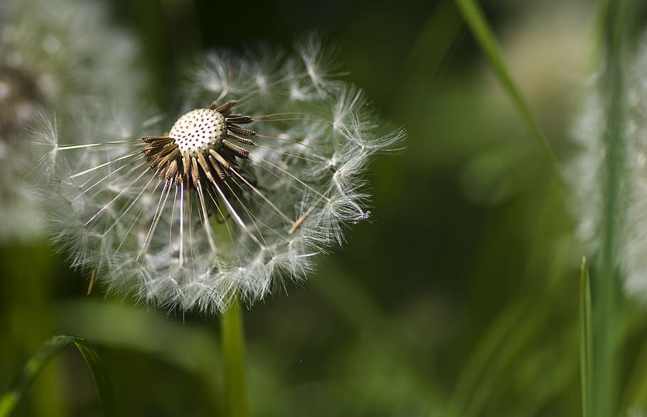 dandelion, spring, meadow, flower, plant, flowering plant, fragility HD wallpaper