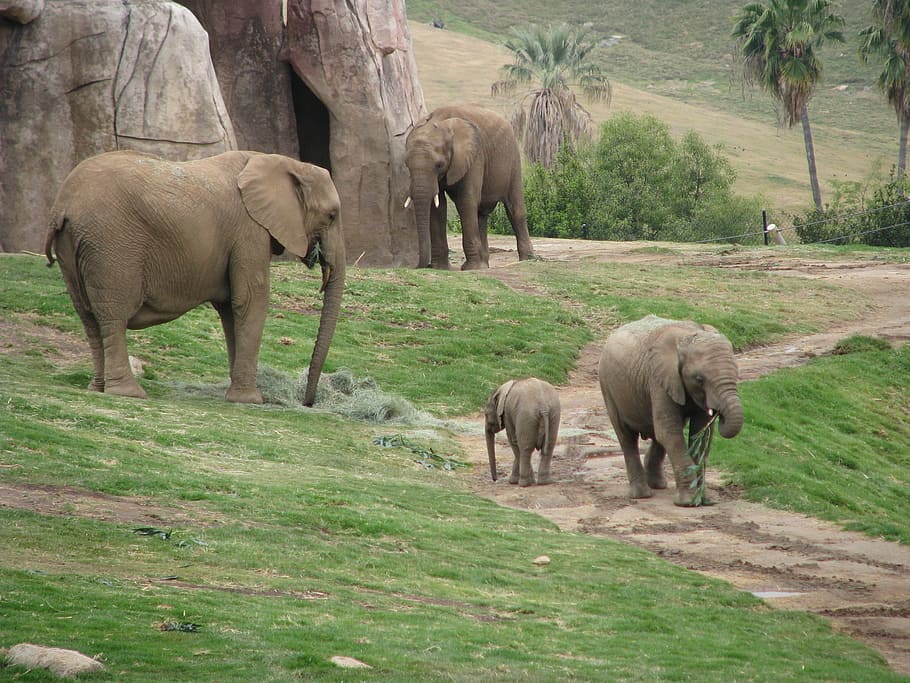 san diego zoo baby elephants