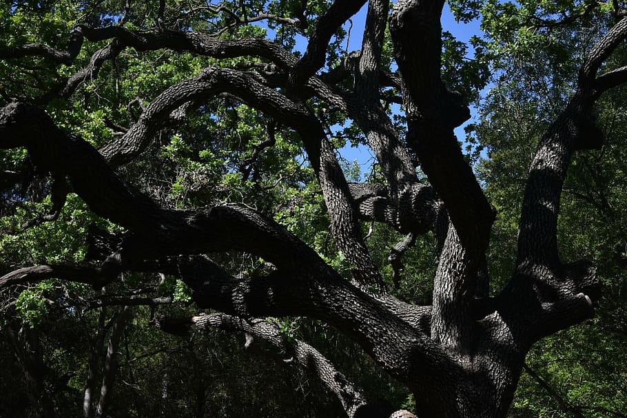 tangled, tree, bark, green, landscape, nature, outdoors, plant HD wallpaper
