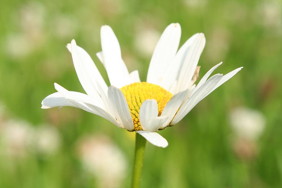 nature, flower, flora, summer, grass, daisy, plant, field, oxeye HD wallpaper