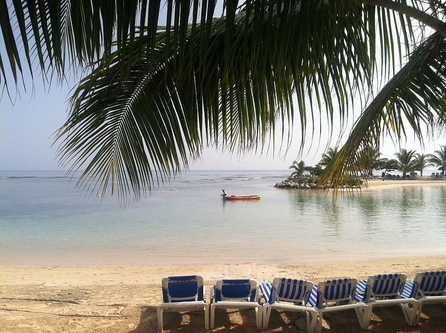 palm tree, caribbean, tropical, ocean, vacation, beach, travel HD wallpaper