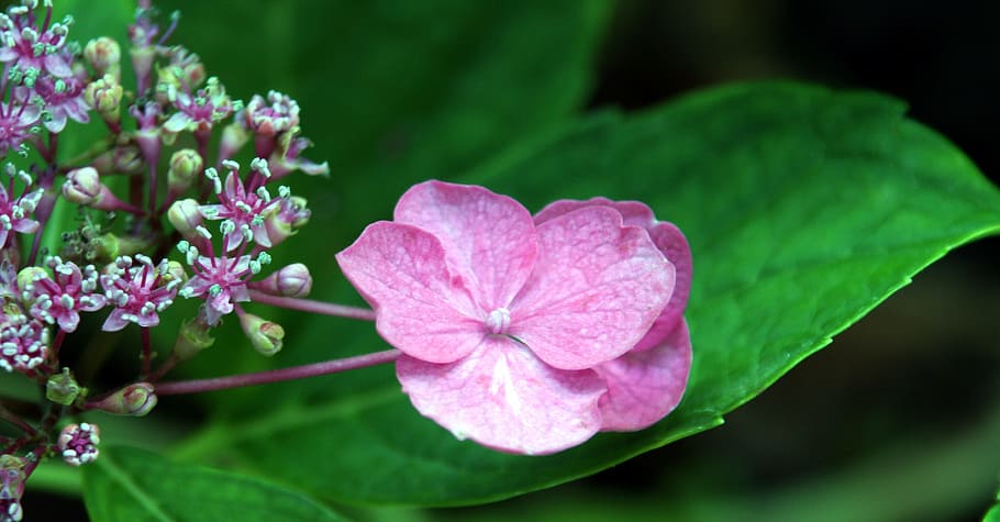 Flower, Wild, Forest, Nature, Pink, summer, alsace, france HD wallpaper