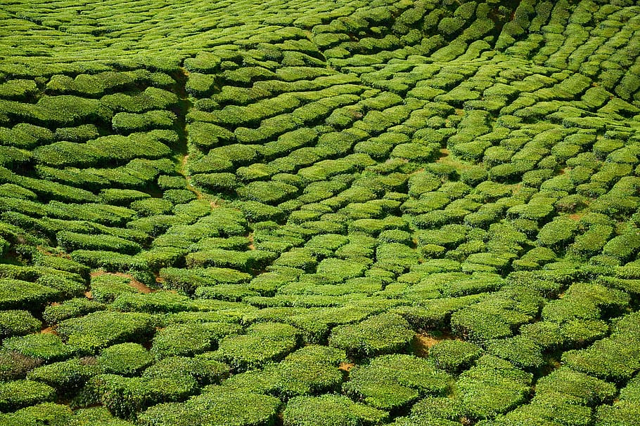 Field, Beautiful, Tea Garden, green, malaysia, peace, plant HD wallpaper