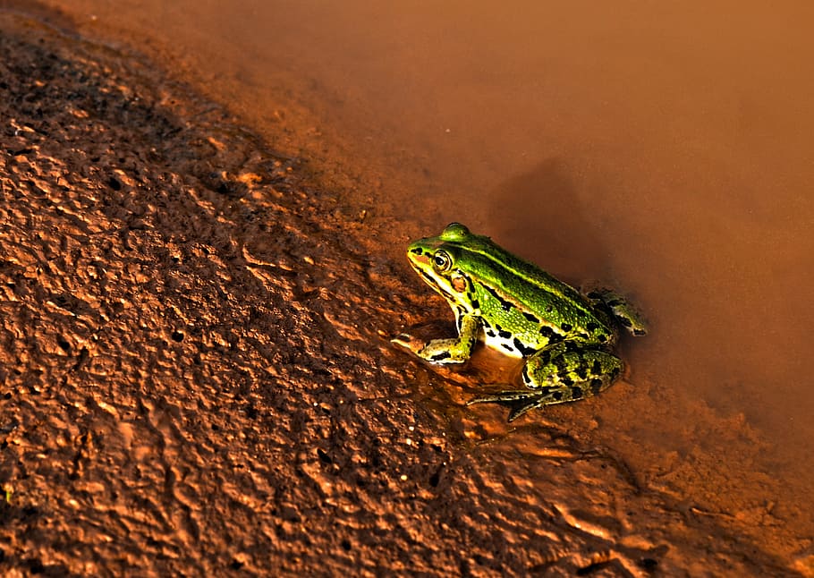 nature, water, mud, frog, green, animals in the wild, animal wildlife HD wallpaper