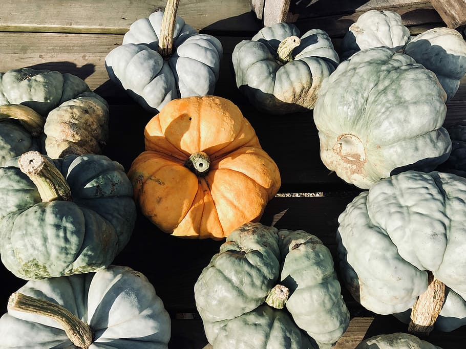 green and orange squash lot, green and orange pumpkins lot on brown wooden panel HD wallpaper