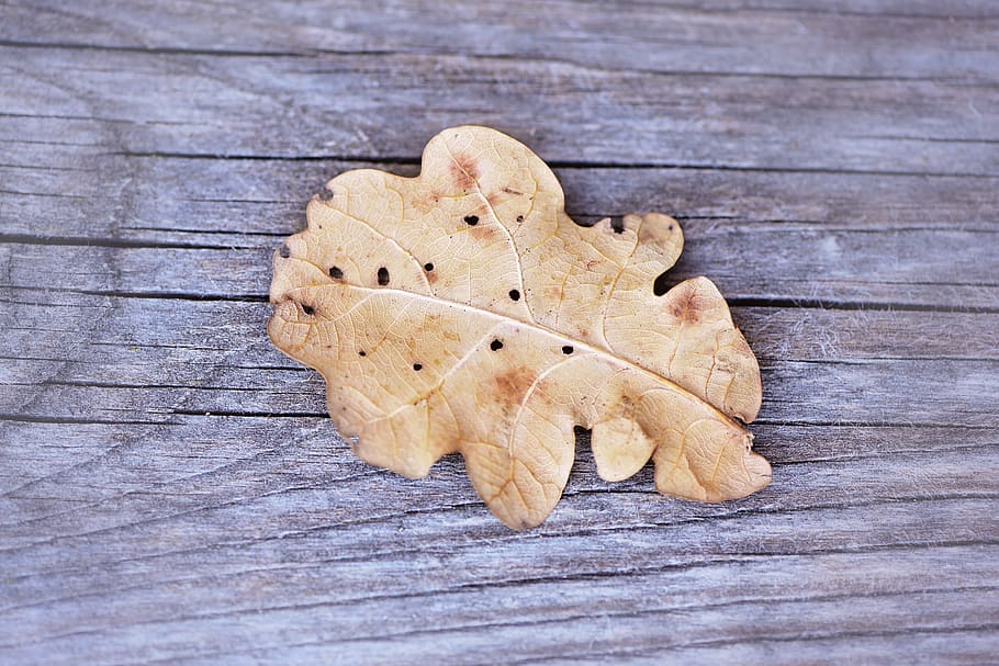 Dry, Leaves, Oak, Leaf, Wood, oak leaf, weathered, grey, nature HD wallpaper