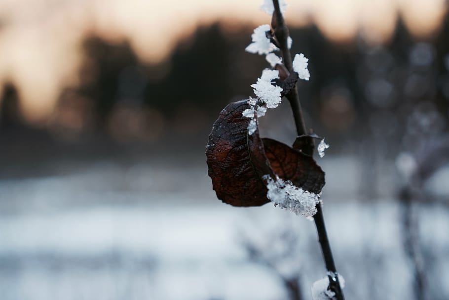 leaf, ice, iced, winter, frozen, frost, icy, hoarfrost, cold HD wallpaper
