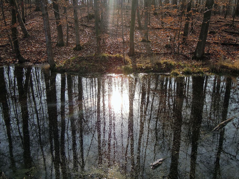 forest, mirroring, back light, river, tree, reflection, water HD wallpaper