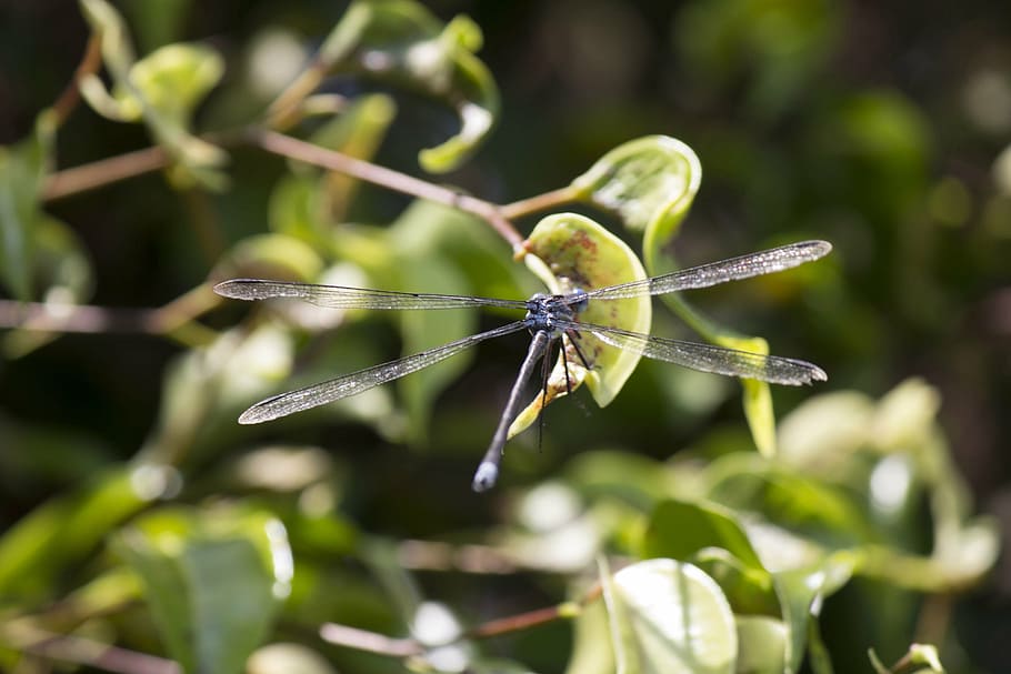 dragonfly, insects, plant, invertebrate, close-up, animal wildlife HD wallpaper