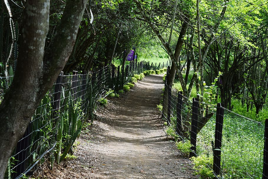 path, trail, nature, forest, walking, green, hiking, colombia HD wallpaper