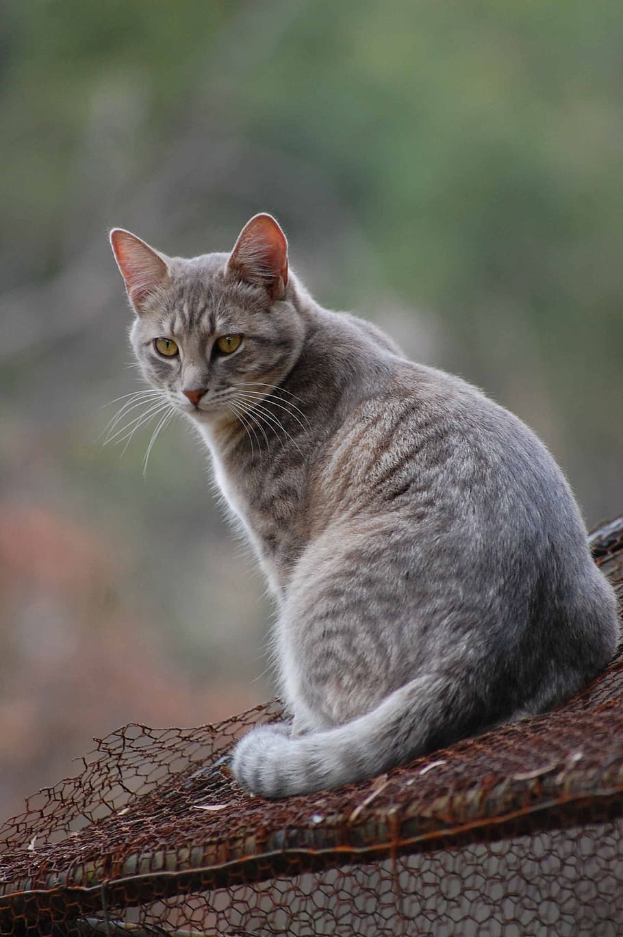 short-coated grey cat, feline, kitten, kitty, pet, animal, domestic HD wallpaper
