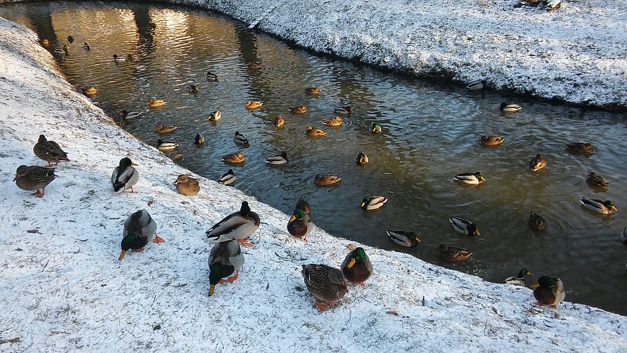 ducks, bird, water, pond, river, group of animals, animal wildlife HD wallpaper