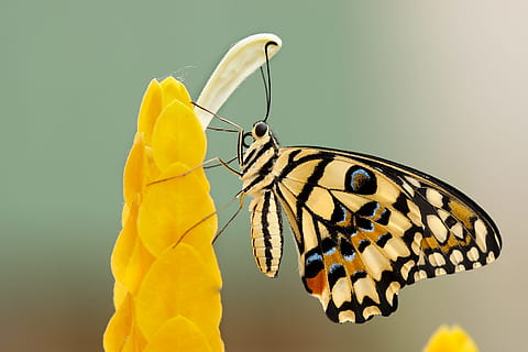 butterfly perched on flower at daytime, yellow and black butterfly on flower HD wallpaper