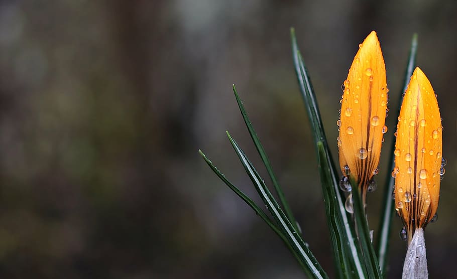 selective focus photography of yellow flowers with dew, crocus HD wallpaper