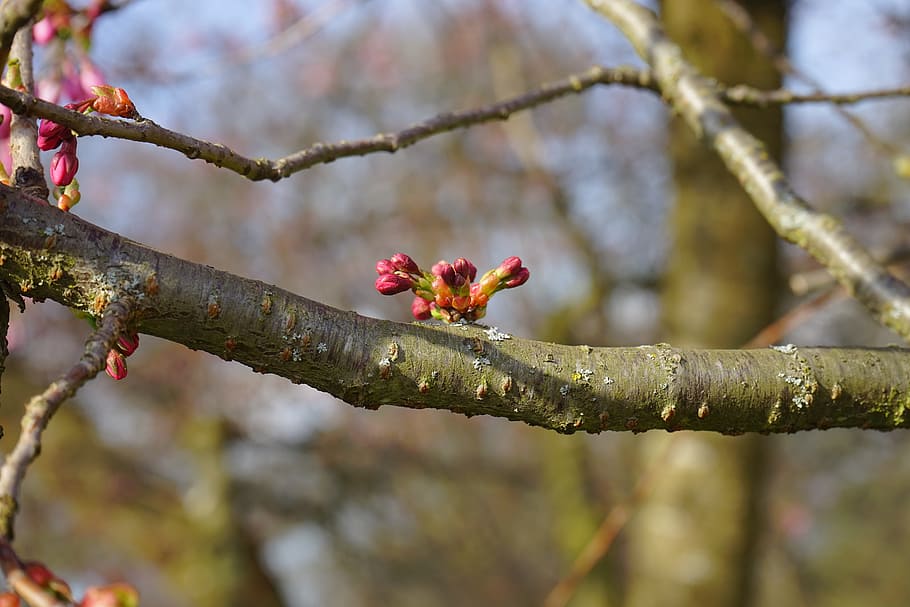 bud, shoots, spring, tree, branch, sprout, ornamental tree HD wallpaper