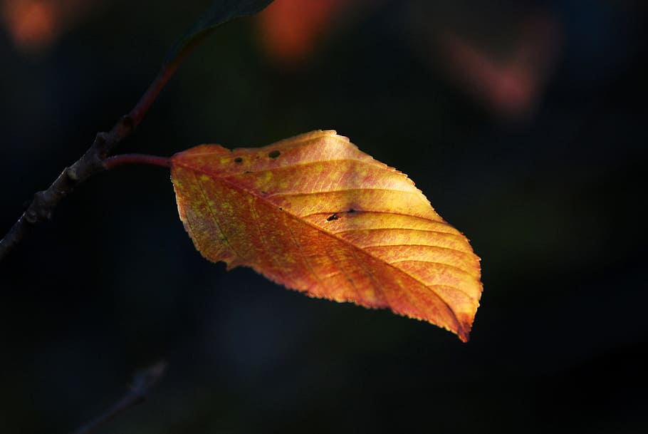 fall, leaf, autumn, orange, season, yellow, red, nature, foliage HD wallpaper