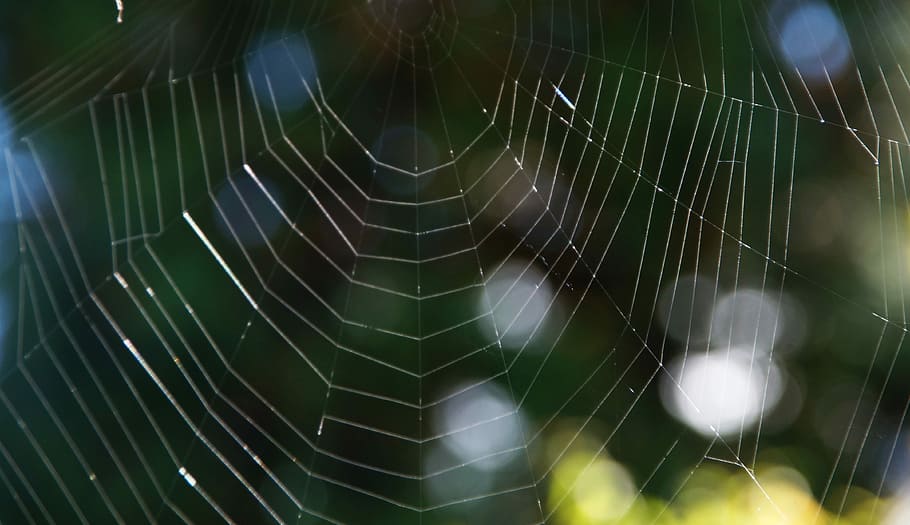Cobweb, Network, Weave, Structure, background, texture, close HD wallpaper