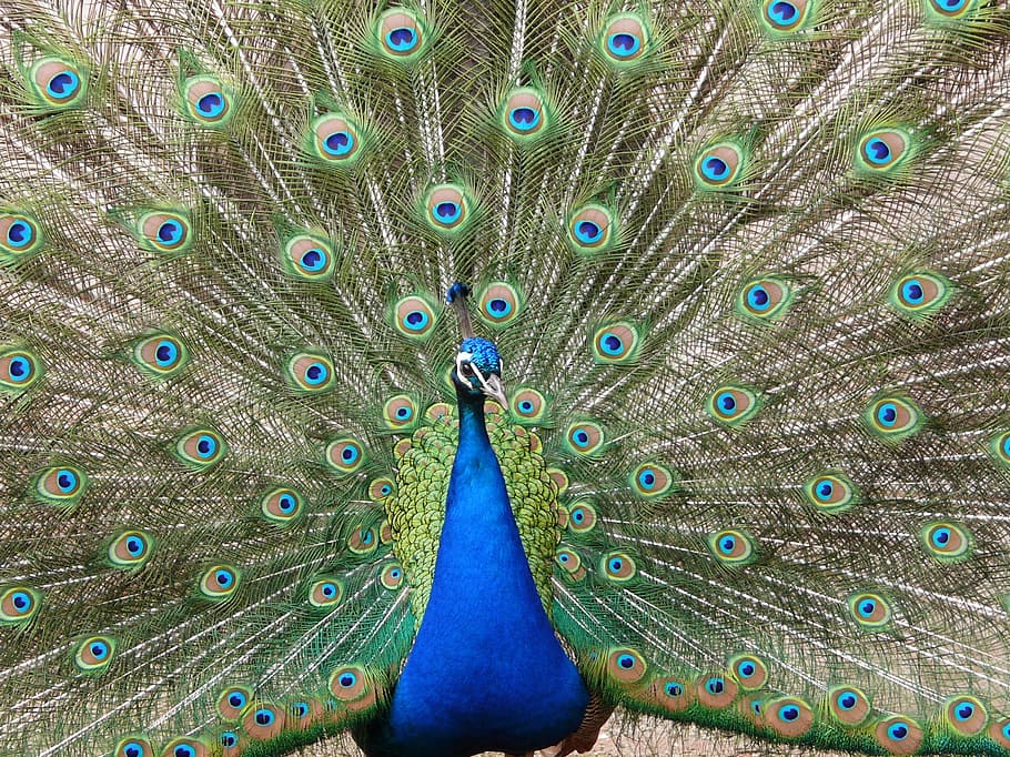 peacock, eye, nature, bird, peacock feather, animal themes HD wallpaper