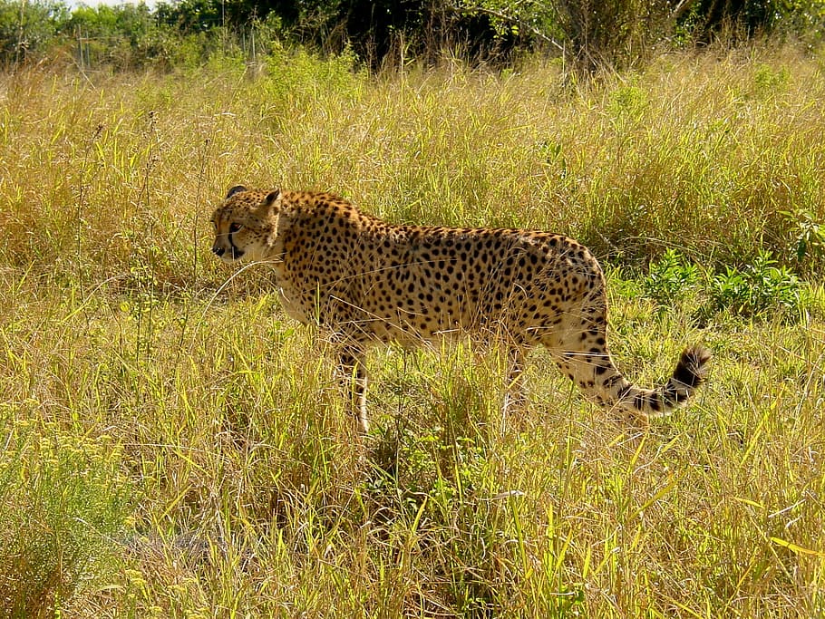 cheetah, cat, predator, big cat, carnivores, creature, africa HD wallpaper