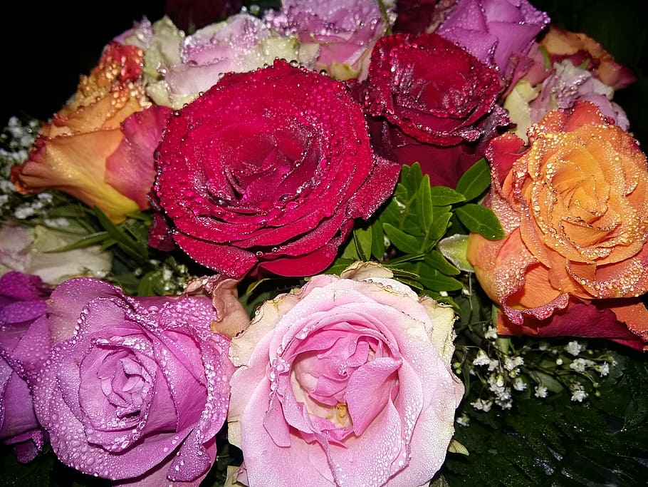 rose, flowers, dew, deck, petal, freshness, close-up, flowering plant HD wallpaper